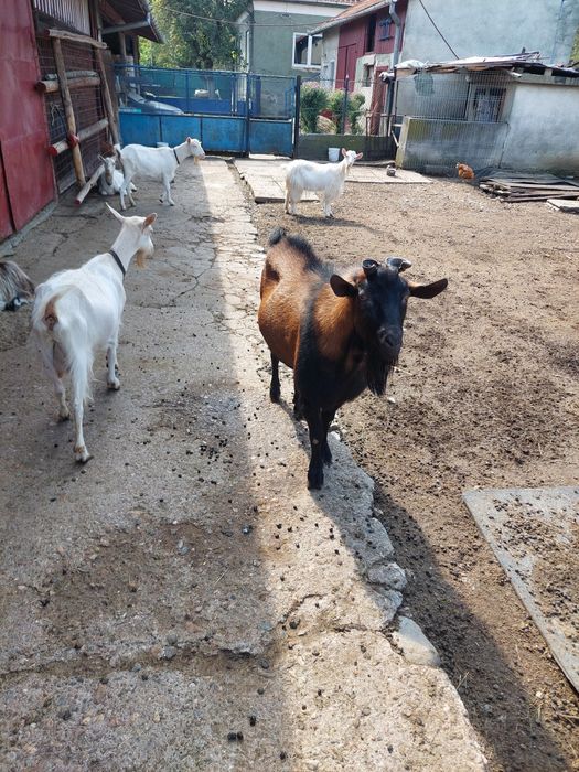 Vând țap de doi ani jumate