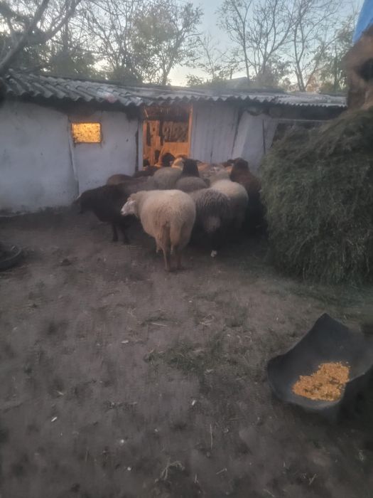 Vând sau schimb 5 oii Romanov