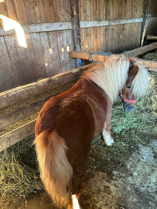 Ponei foarte cuminte talie mic