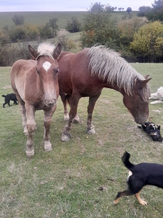 Vând iapă cu mânji