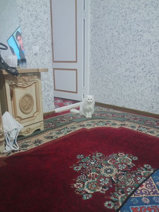 Shotland mushuki sotiladi 400