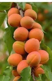 Cais columnar Asian pearl la ghiveci