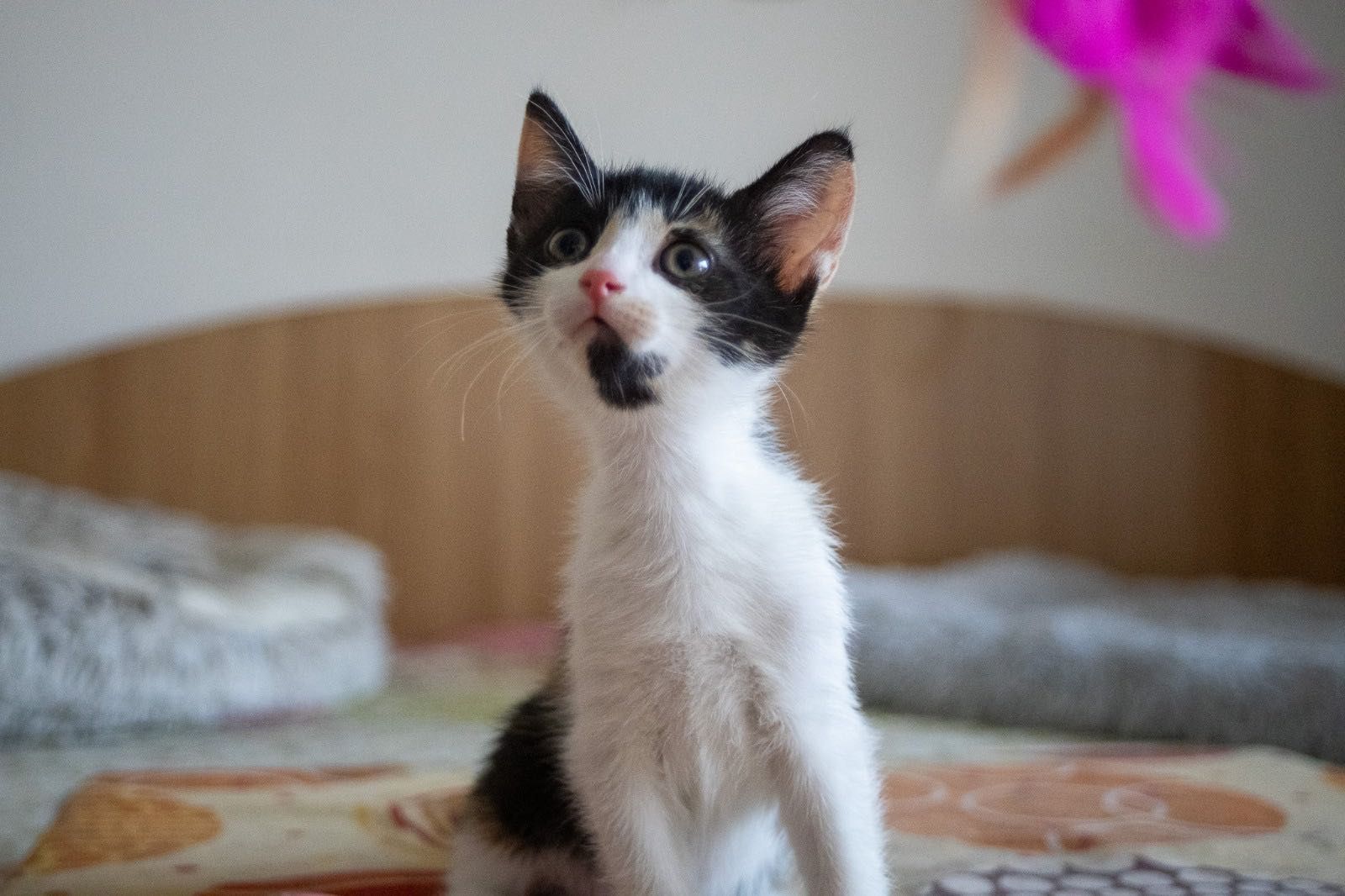Pui de pisica,pisicuti de adoptie, puiuti de pisica pentru adoptie