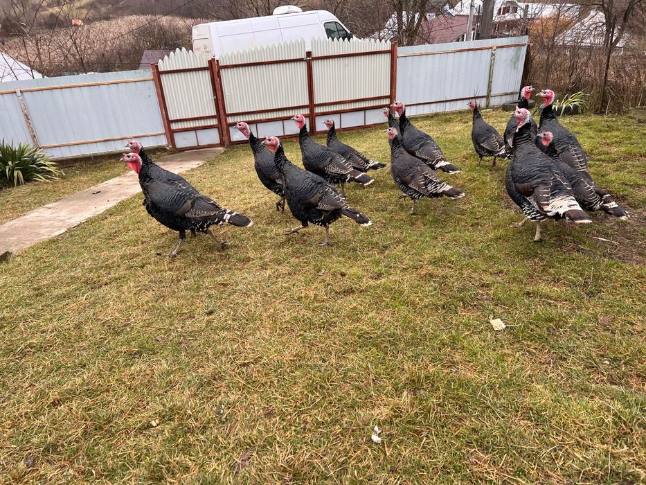 OFERTA!!! Curci de vânzare