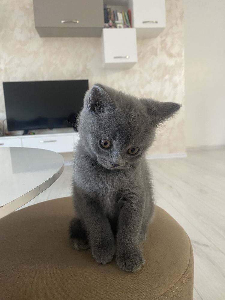 Шотландско котенце