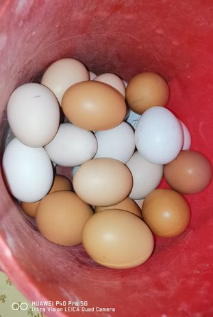 Vând ouă proaspete de consum și incubat