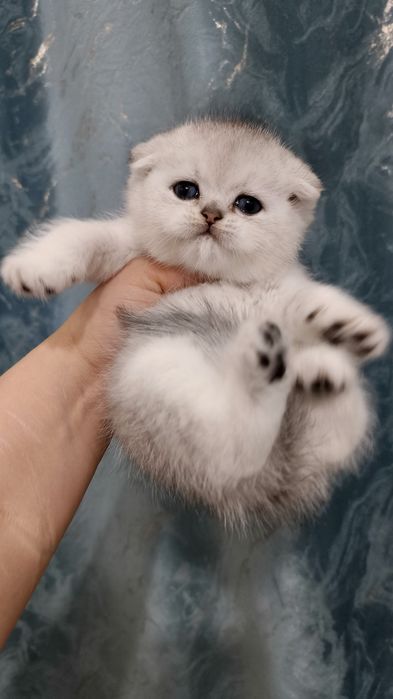 Продаётся чистокровный шотландский котёнок скоттиш-фолд