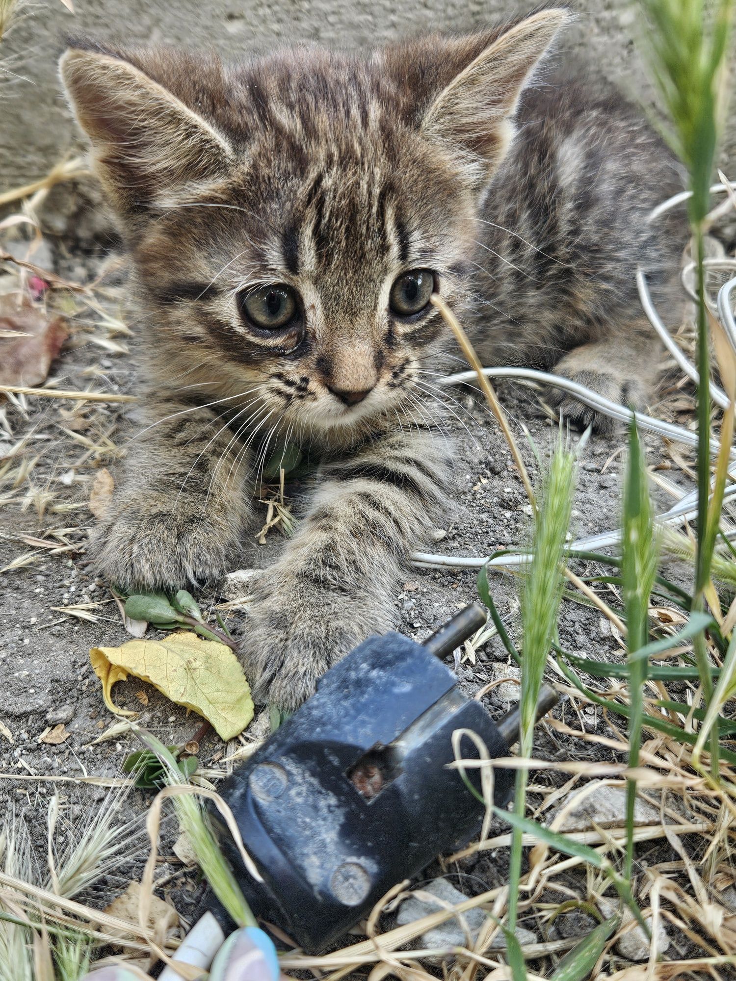 Подарявам мъжко коте