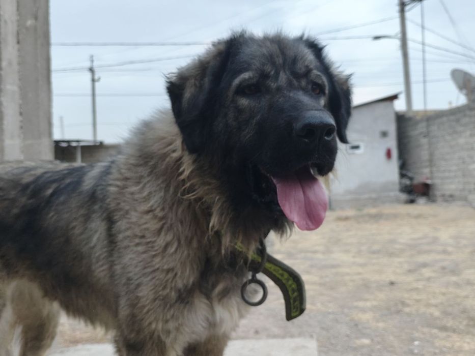 Собака Кавказская овчарка