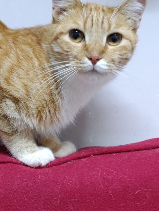 Ищут дом,стерильные,привитые.