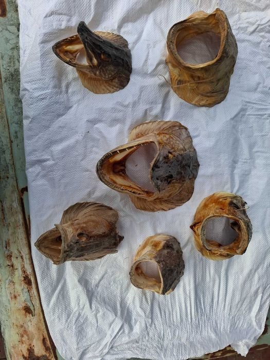 Препарирани глави от хищни риби - щука, сом и бяла риба