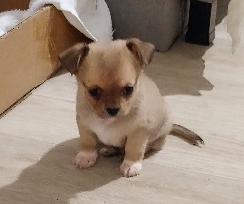 Малки сладури в Ловеч