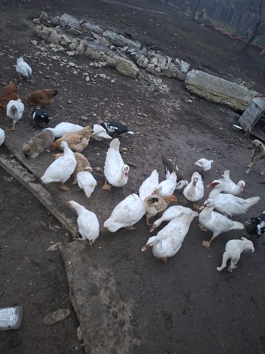 Rațe mute de vânzare