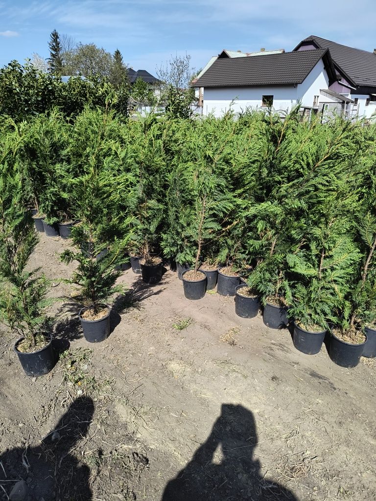 Leylandii 120cm ghiveci 5l