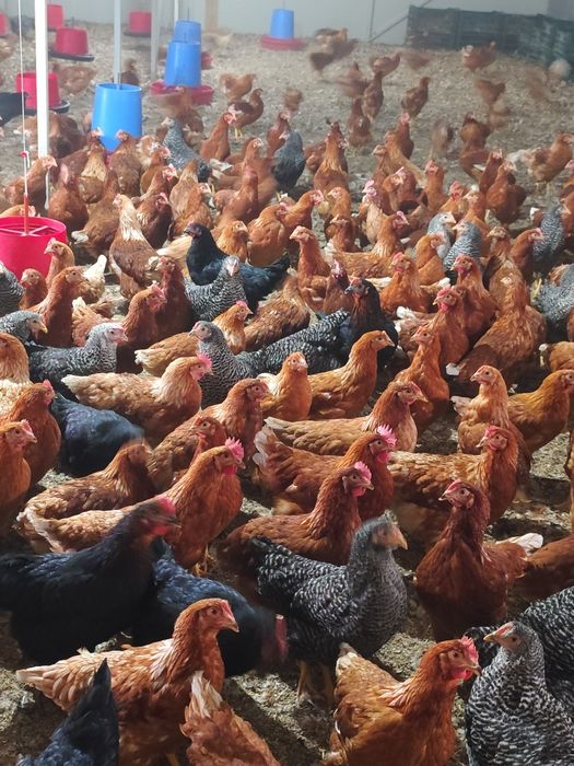 Puicuțe 15 săptămâni