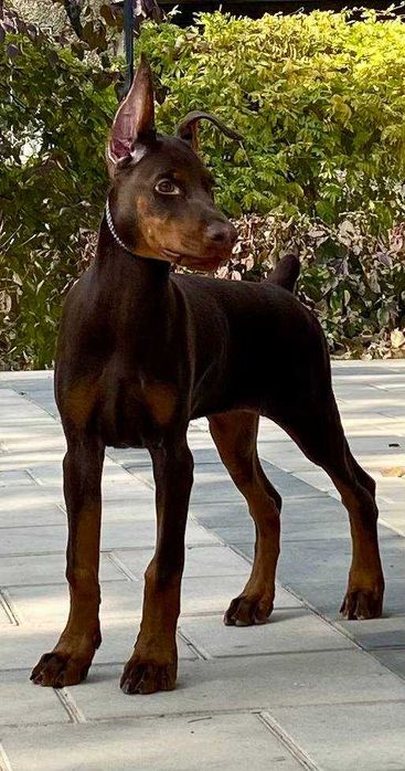 Продается щенок добермана-девица