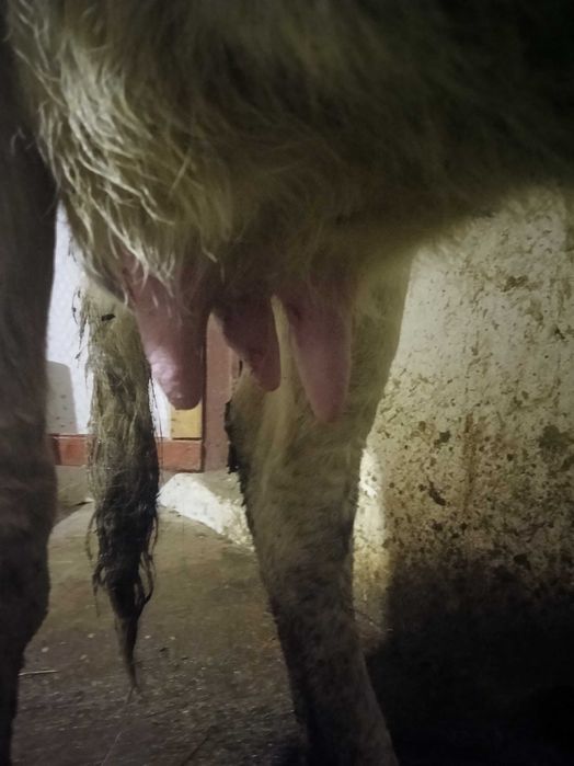 Vând vacă bălțată