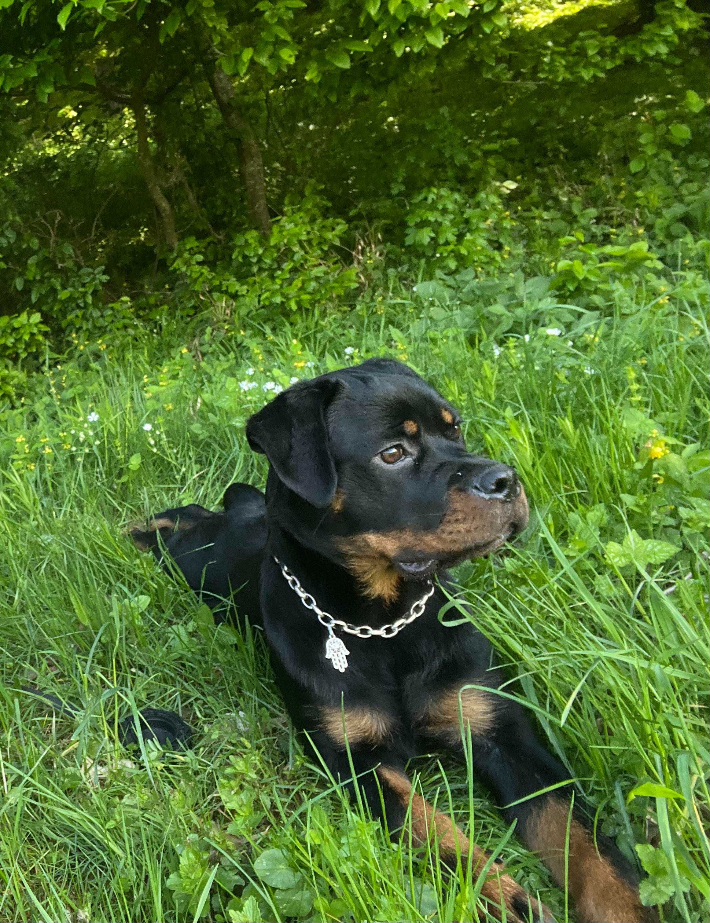 Rottweiler cainii