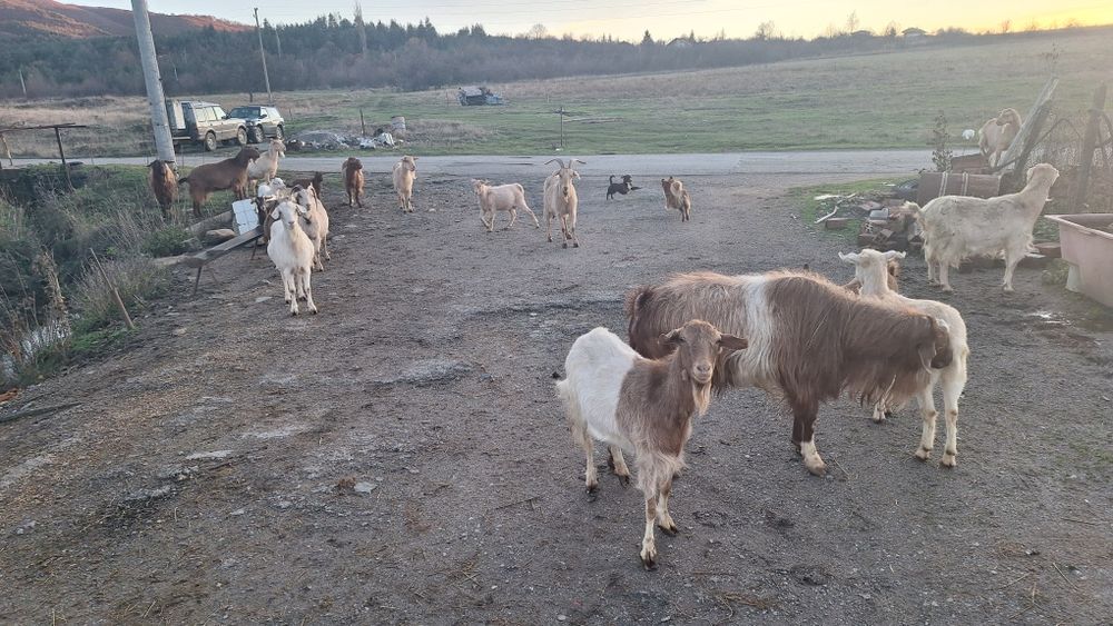 Кози и ярета за клане или домазлък