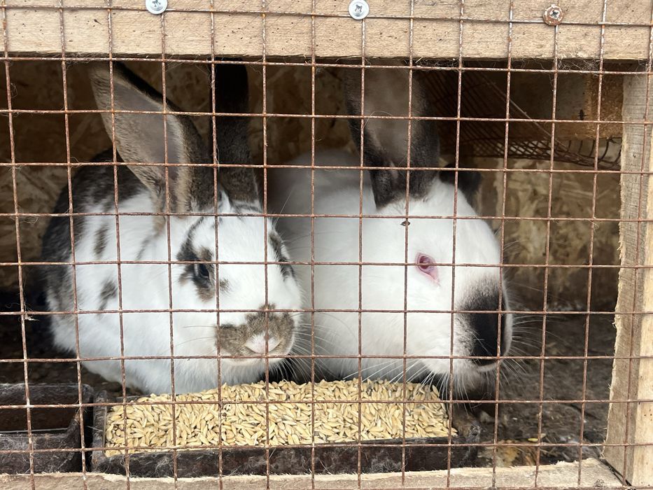 Продам кроликов