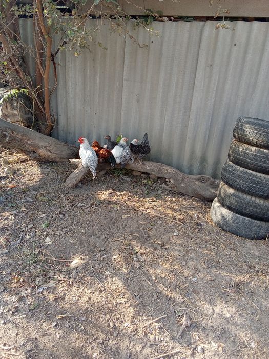 Молодые курочки.