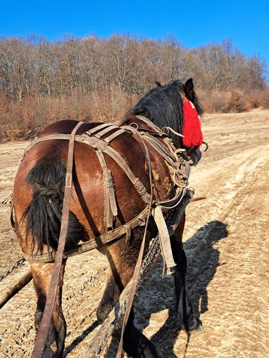 Manz ne castrat [armasar] mazu are 2 ani și jumate