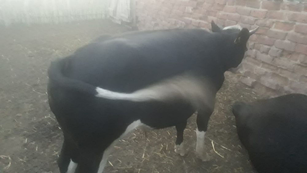 Продам бычки три головы