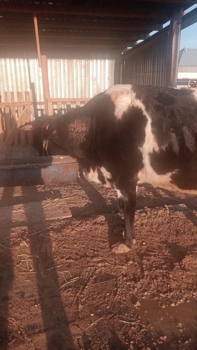 Ири Сиыр сатылады