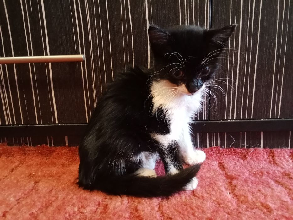 Подарявам мъжко коте