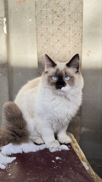 Отдам молодого кота