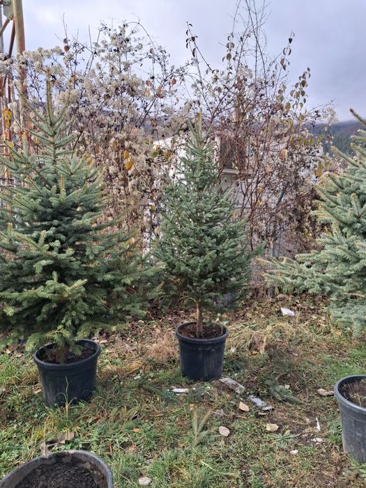 Brazii verzi si argintii