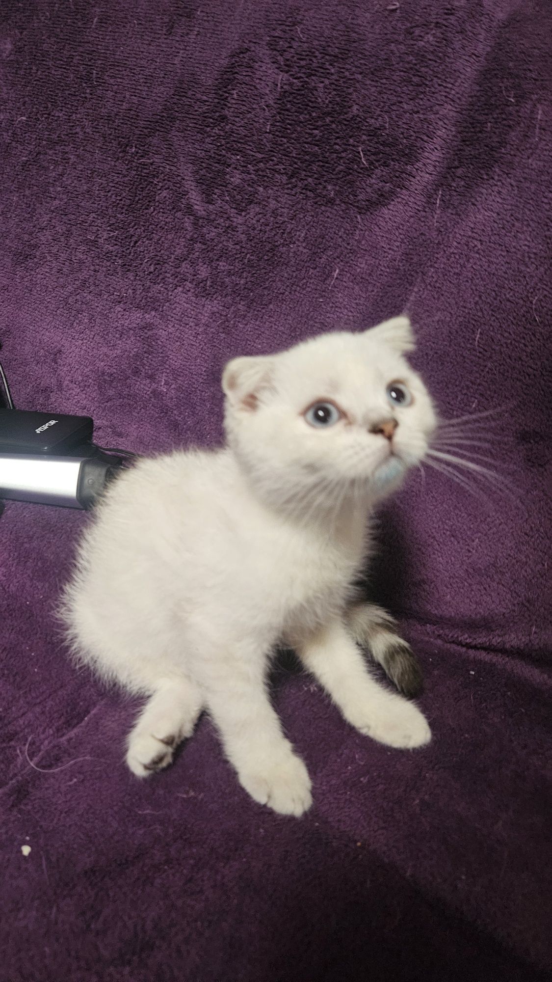 Scottish fold color point ochii albastri