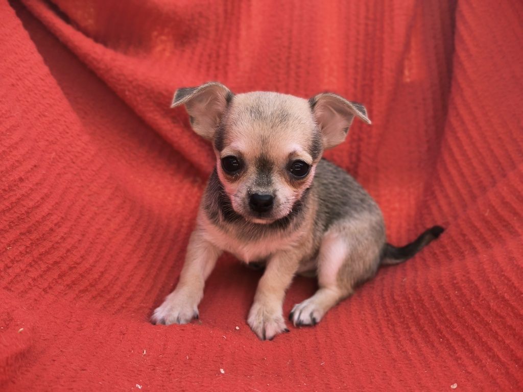 Vand baietel Chihuahua mini