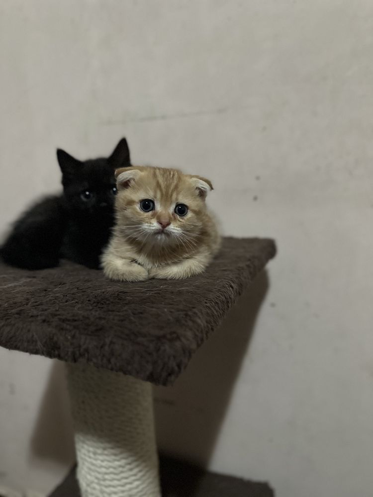 Продаетса скоттиш фолд