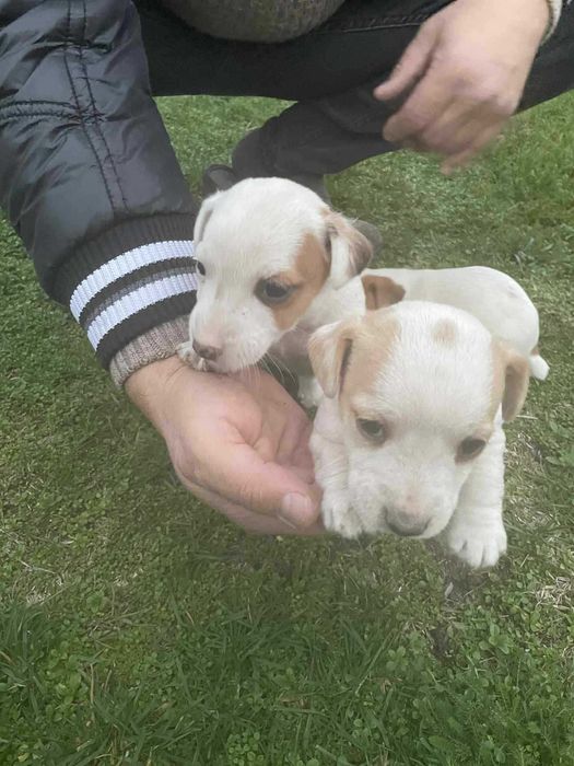 Джак Ръсел 2 Женски