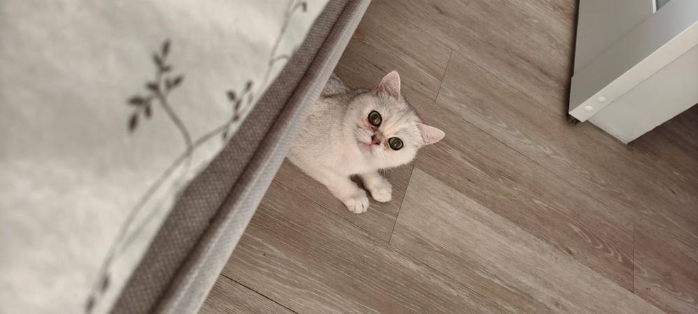 Отдадим даром кошку