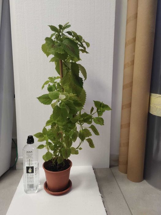 Planta decorativa Coleus blumei