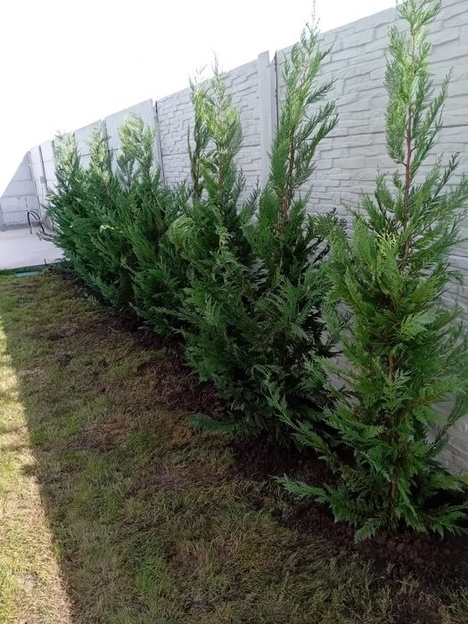 Vând chiparos leylandi