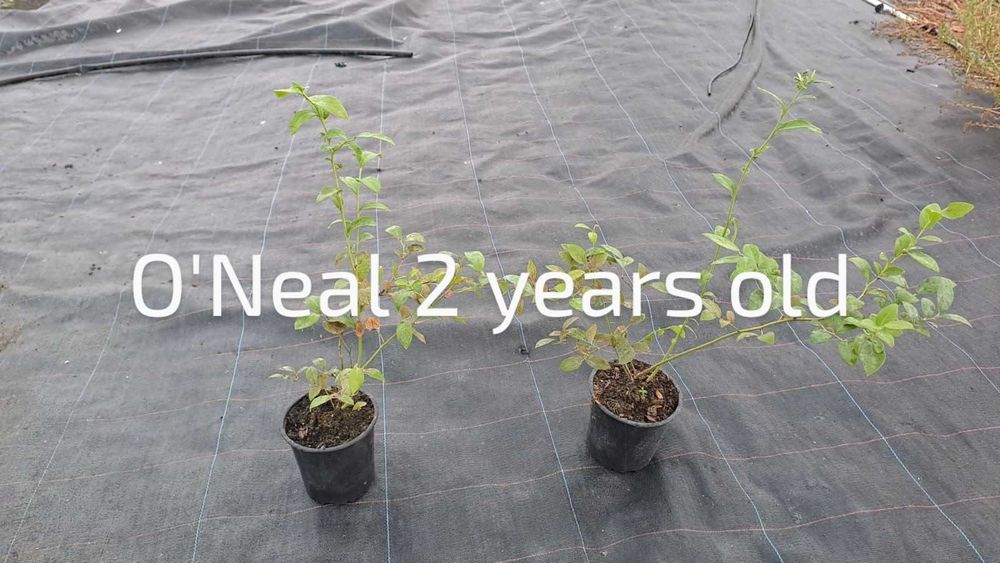 Разсад боровинки