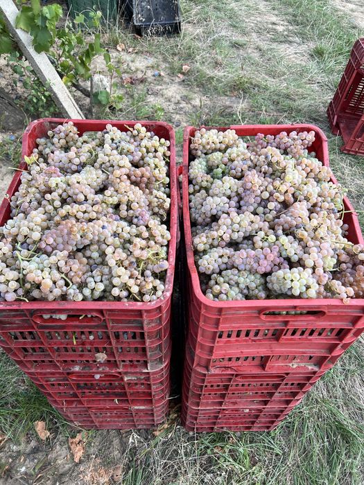 vand struguri de vin, must
