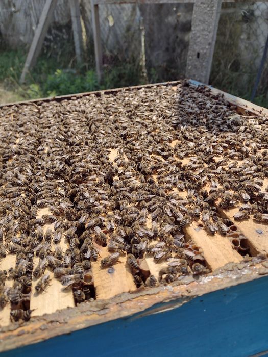 Пчелни отводки сезон 2023г.