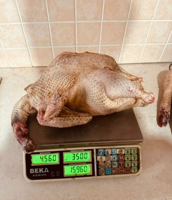 Домашние индюки(мясо)