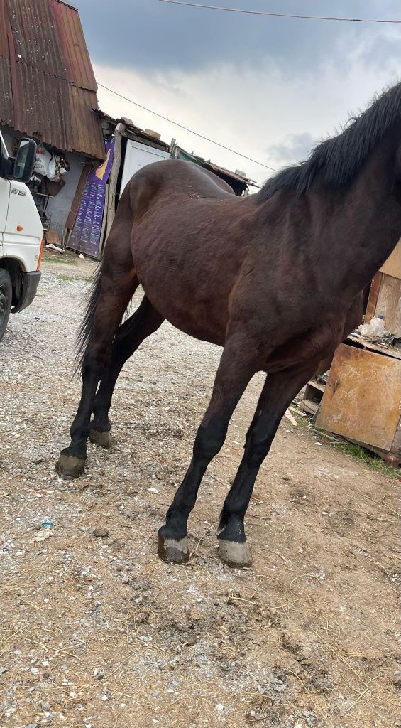 Vând urgent cal garantat