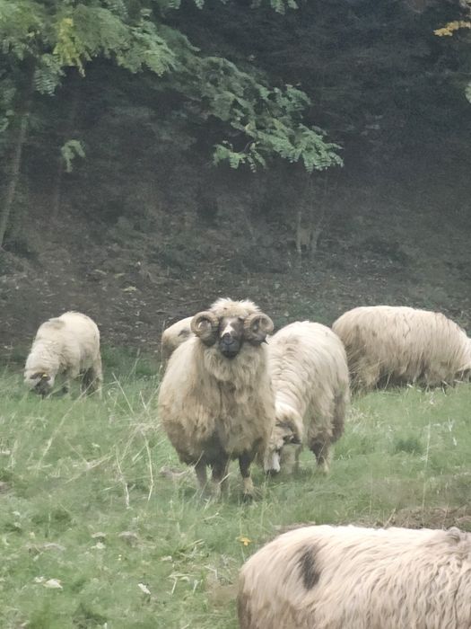 Berbec breaz de vanzare