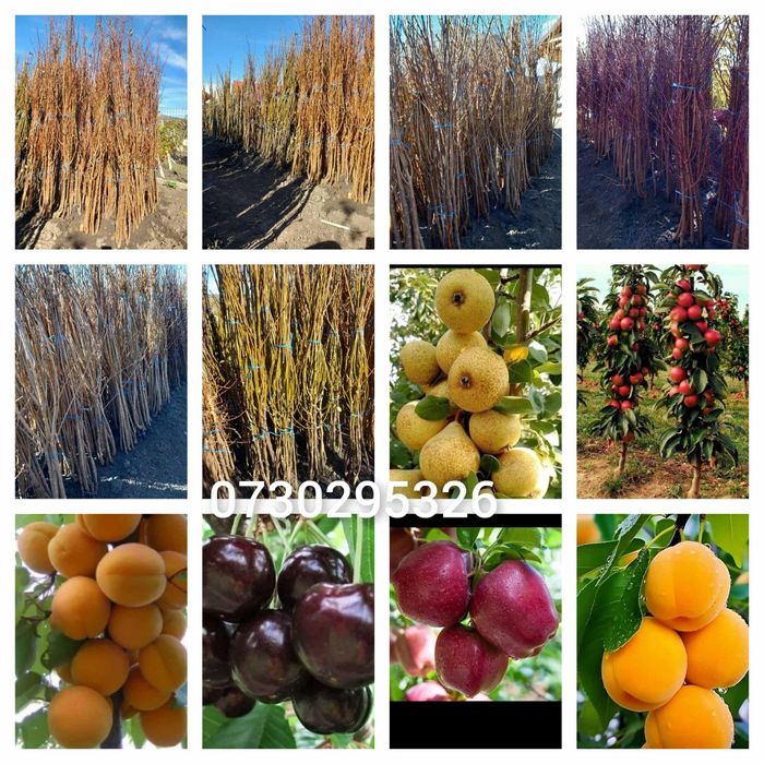 Vând Pomii Fructiferi Altoiți Clasici si Columnari anul 3 de vegetație