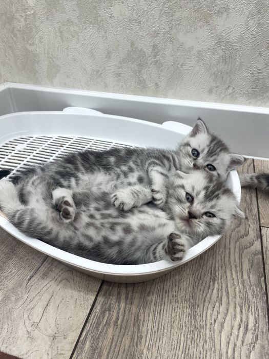 Котята шотладские