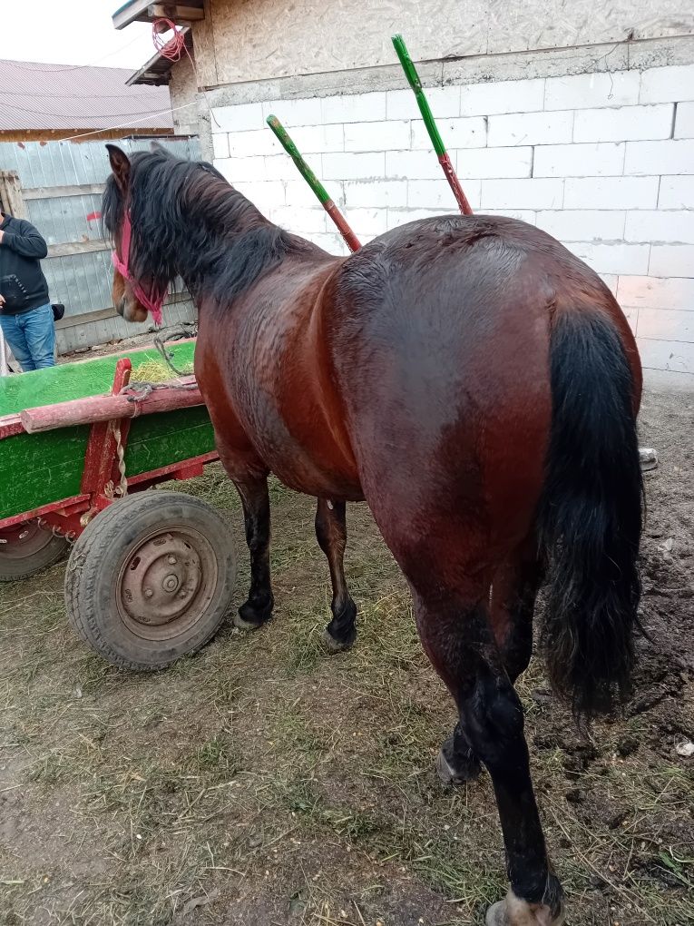Vând sau schimb armasar 2ani merge bine la căruță