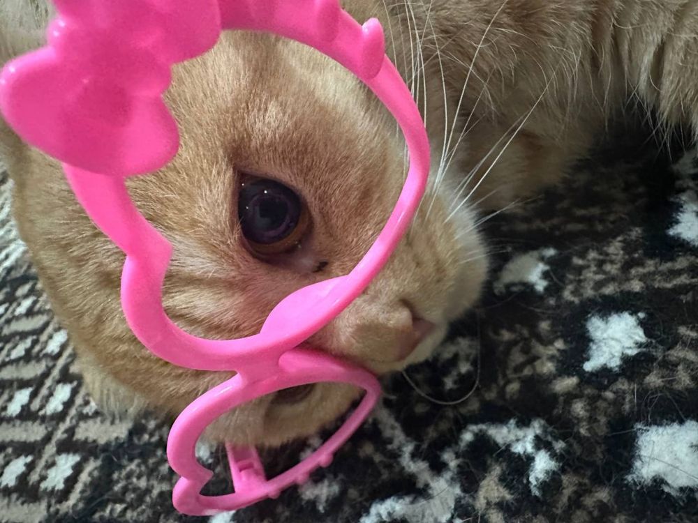 Мушук сотилади скотч фолд 1 ёш