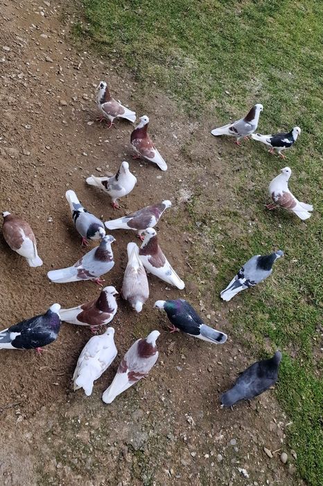 Porumbei jucători rolari de Birmingham