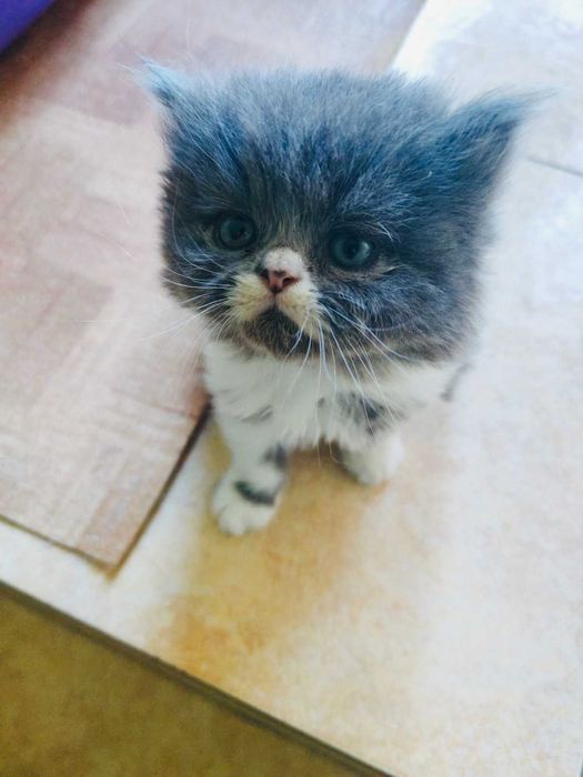 Персийски котета